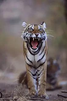 Fangs Prints: Bengal / Indian Tiger - Female yawning Ranthambhore NP, Rajasthan, India