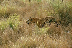 Bengal / Indian Tiger - in grass