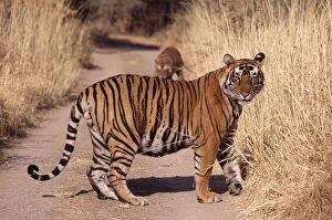 Images Dated 8th July 2005: Bengal / Indian Tiger - large male Ranthambhore National Park, India