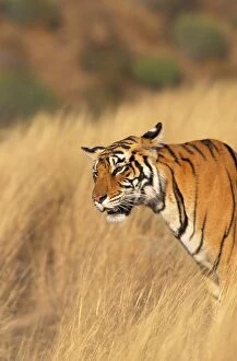 Bengal / Indian TIGER - listening