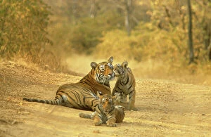 Bengal / Indian TIGER - lying on dirt track with cubs
