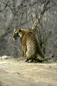 Faeces Prints: Bengal / Indian Tiger - male defecating - Scats help define their territorries & they leave them in prominent positions