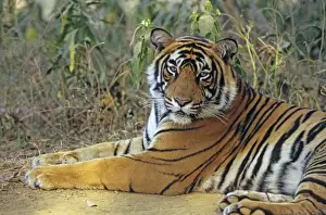 Tiger Prints: Bengal / Indian Tiger - male. Ranthambhor National Park - India