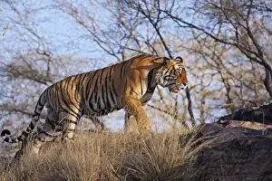 Bengal / Indian Tiger - male walking around it's territory. Ranthambhor National Park - India