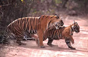 Tigress Prints: Bengal / Indian Tiger - mother hitting female cub - Ranthambhore National Park - India