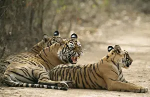 Bengal / Indian Tiger Mother showing aggresion to cubs, Ranthambhore National Park, India