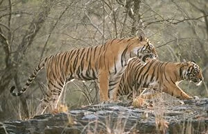 Bengal / Indian TIGER - mother showing aggression to cub