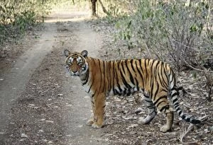 Images Dated 8th July 2005: Bengal / Indian Tiger Ranthambhore National Park, India