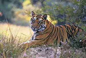 Bengal / Indian Tiger - resting on mound. Bandhavgarh National Park - India