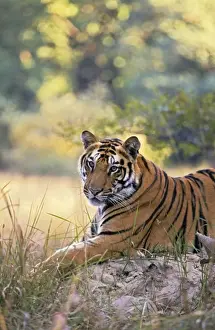 Bengal / Indian Tiger - resting on termite mound. Bandhavgarh National Park