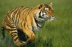 Bengal / Indian TIGER - running in grass