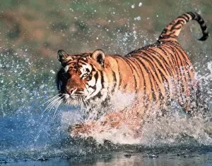 Images Dated 27th November 2008: Bengal / Indian TIGER - running through water