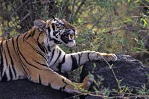 Growling Prints: Bengal / Indian Tiger - snarling. Bandhavgarh National Park - India