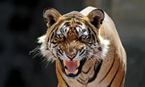Angry Prints: Bengal / Indian Tiger - snarling - Ranthambhore National Park - Rajasthan - India