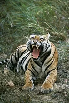 Bengal / Indian TIGER - snarls