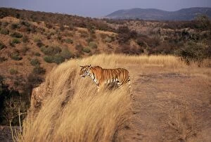 Bengal / Indian TIGER - standing in grass