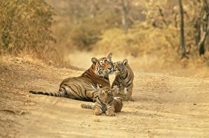 Bengal / Indian Tiger - Tigress with cubs on dirt road