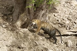 Bengal / Indian Tiger - Tigress dirty after lying in a pool
