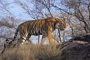 Images Dated 23rd March 2007: Bengal / Indian Tiger - walking along hilltop Ranthambhor National Park, India