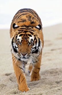 Bengal / Indian TIGER - walking in sand