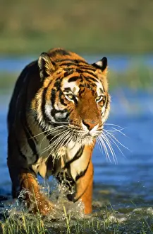 Power Prints: Bengal / Indian Tiger - walking in water