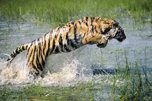 Images Dated 13th January 2011: Bengal / Indian Tiger WAT 466 Leaping through water Panthera tigris tigris © M