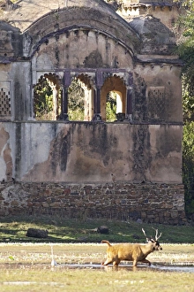 Images Dated 23rd March 2007: Bengal / Indian Tiger - watching prey from old palace ruin. Ranthambhor National Park - India