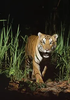 Walking Prints: Bengal / Indian Tiger - in wild, at night. Chitwan N. P. Nepal