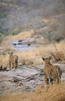 BENGAL / INDIAN TIGER - x two stalking / watching prey