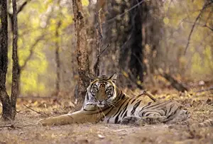 Bengal / Indian Tiger - young. Bandhavgarh National Park - India