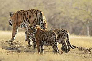 Bengal / Indian Tigeress with cubs - moving to a safer place after fight with another Tiger
