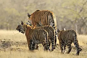 Bengal / Indian Tigeress with cubs - moving to a safer place after fight with another Tiger. Ranthambhor National Park, India