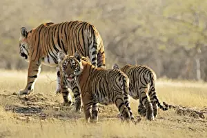 Bengal / Indian Tigeress with cubs - moving to a safer place after fight with another Tiger. Ranthambhor National Park