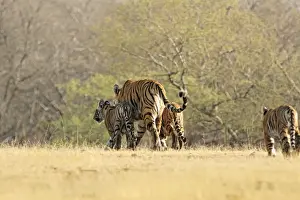 Bengal / Indian Tigeress with cubs - moving to a safer place after fight with another Tiger. Ranthambhor National Park