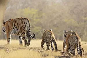Bengal / Indian Tigeress with cubs - moving to a safer place after fight with another Tiger. Ranthambhor National Park