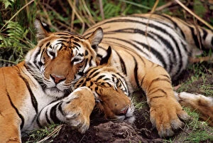 Couples Collection: Bengal / Indian Tigers