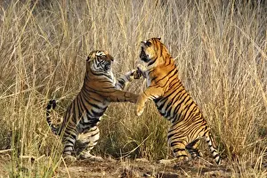 Attacking Prints: Bengal / Indian Tigers - two fighting Ranthambhor National Park, India