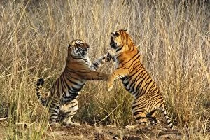 Bengal / Indian Tigers - two young play fighting