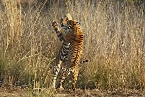 Sparring Prints: Bengal / Indian Tigers - two young play fighting