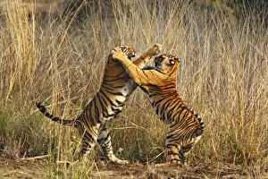 Attacking Prints: Bengal / Indian Tigers - two young play fighting Ranthambhor National Park, India