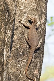 Images Dated 26th April 2014: Bengal Monitor / Common Indian Monitor Lizard on a tree