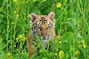 Images Dated 10th June 2008: Bengal Tige - cub, Endangered Species