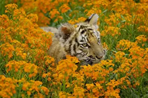 Stock Prints: Bengal tiger - cub, Endangered Species C3B1659
