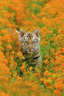Colorful Collection: Bengal tiger - cub, Endangered Species C3B1708