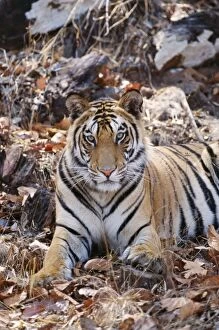 Images Dated 7th September 2005: Bengal Tiger - on dry sal leaves Bandhavgarh National Park India