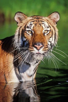 Images Dated 26th August 2004: Bengal Tiger Endangered species