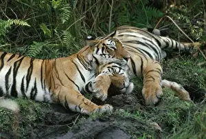 Tigress Prints: Bengal Tiger - female & cub - Bandhavgarh National Park - Madhya Pradesh - India