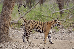 Images Dated 28th March 2008: Bengal tiger - Female cub scent-marking tree