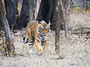 Tourists Prints: Bengal Tiger - female Noor walking through forest Panthera tigris tigris Ranthambore National Park Rajastan
