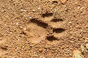 Bengal Tiger footprints